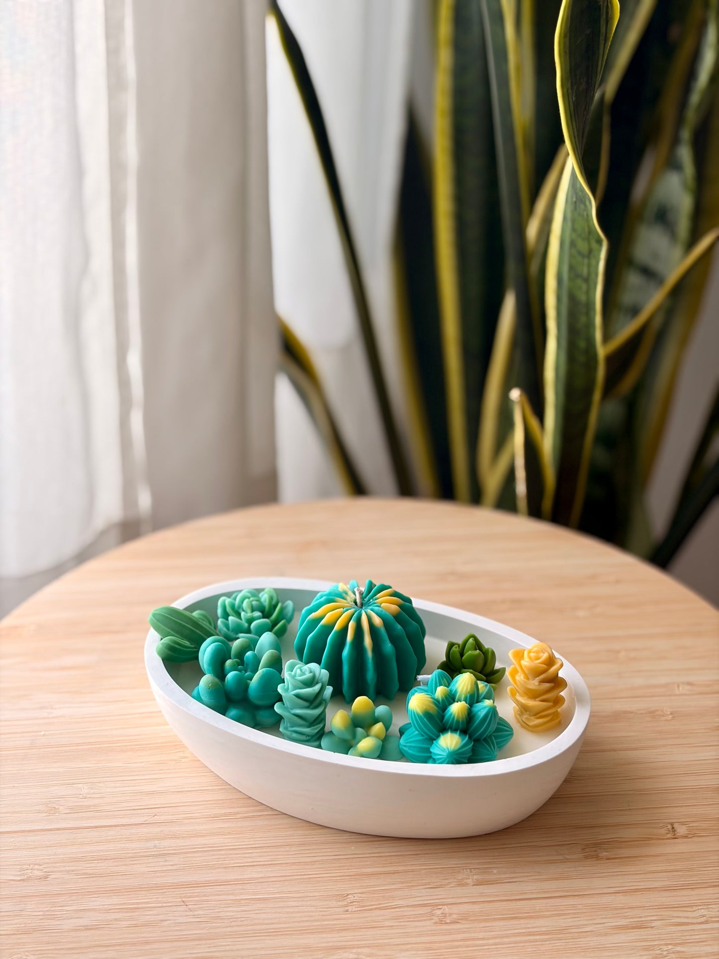 Vela Oasis de Verano · Cactus y Suculentas