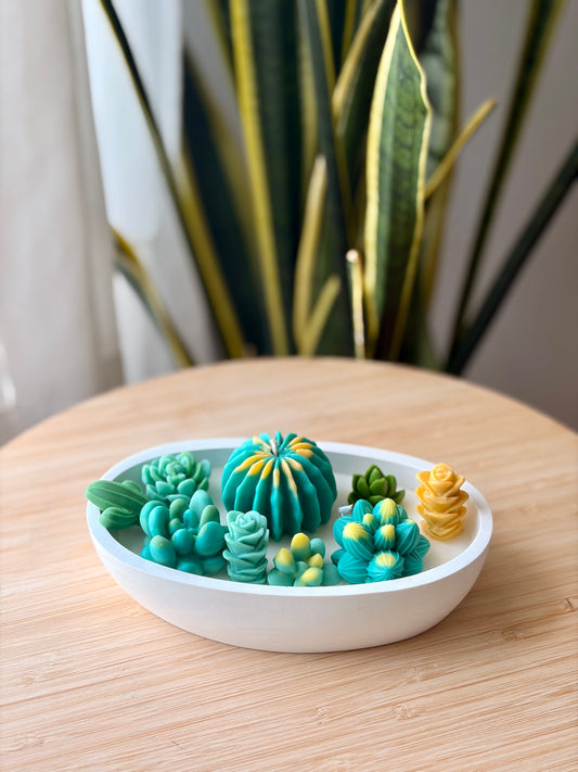 Vela Oasis de Verano · Cactus y Suculentas